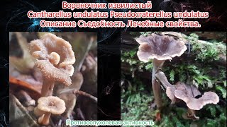 Вороночник извилистый Cantharellus undulatus Pseudocraterellus undulatus Описание Лечебные свойства