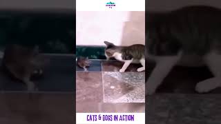 Funny Cats & Dogs in Action #funny #funnyanimals #hamsters #action #cat #dog