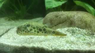 Leopardkugelfisch / Spotted congo puffer (5)