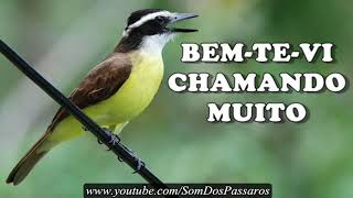 BEM-TE-VI CHAMANDO MUITO