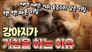 꺼억 꺼억 강아지 거위울음 소리의 원인과 기침의 종류.