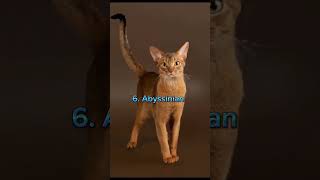 top 10 cats breeds in the world #shortsfeed #trending #viral #ytshorts