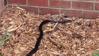 Snake in my front yard