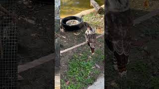 Alabama Gulf Coast Zoo | Bird Adventure | Coast 360