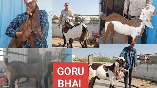 HYDERABADI GOATS🐐ONLY for show Quality