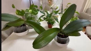 Come sono adattate 2 Orchidee 🌸 in 6 mesi/in SEMI-IDROPONICA 💦(tutorial semplice per tutti)#orchid