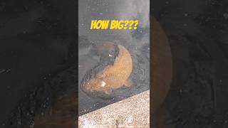 how big is this carp?? #shorts #fishing #fish #carpy #bigcarp #fishingvideo #fishingvideo #