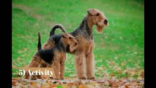 Welsh Terrier   Top 10 Interesting Facts