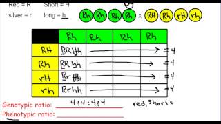 Dihybrid Crosses and Probability answers to WS