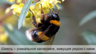 Шмель – уникальное насекомое, живущее рядом с нами