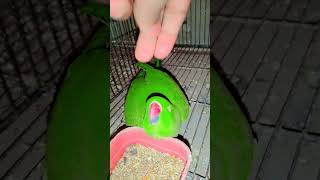 #malikkashifbirdshouse #parrot #bestbreedingformula #ringneckbreedingtips #birds