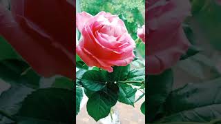 Розы, которые вырастил и подарил муж🌹🌹🌹❤