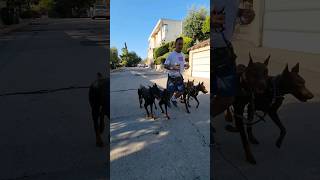 Doberman Pack