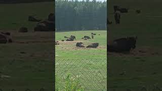 Bison at Terre des Bisons near Rawdon, Quebec