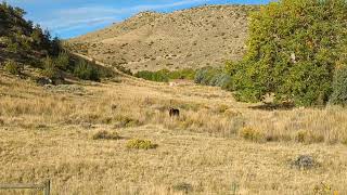 Young Bull Moose Southfork Rd Cody Wyoming 9-28-23