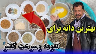 046 - بهترین دانه برای تقویه و سرعت کفتر/Afghan Shawqi