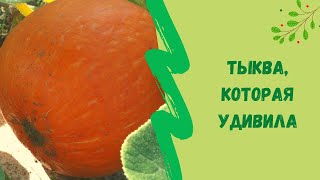 👌Тыква, которая нас удивила