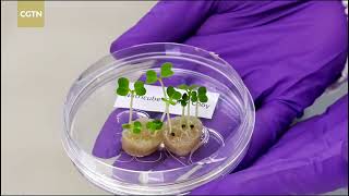 Singapore scientists use hair to support the growth of vegetables