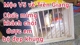 CHIM HỌA MI MỘC V5 VỀ TIỀN GIANG, CHÚC MỪNG ÔNG ANH CHỐT ĐƯỢC EM NÀY BỘ TO ĐẸP QUÁ...#lýhảichim