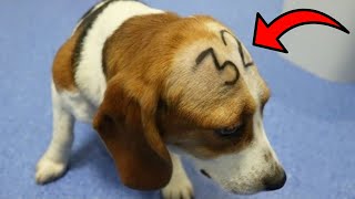 Why Are Beagles Used For Animal Testing?