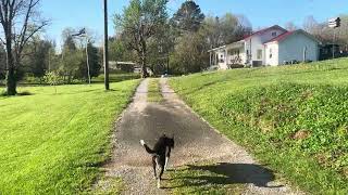 Morning Walk To The Barn 🖖😎