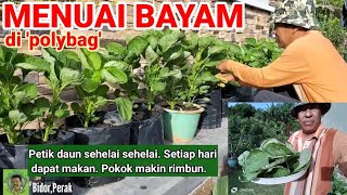 MENUAI/PANEN BAYAM DI 'POLYBAG' | Memetik berperingkat