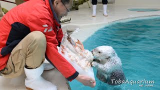 《鳥羽水族館》ラッコの「メイ」20歳の誕生日に豪華アイスケーキをプレゼント