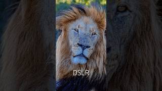 Which One Is Better? #travel #safari #dslr