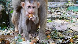 Little monkey Thor seems hungry and he likes to eat longan | Monkey Thor