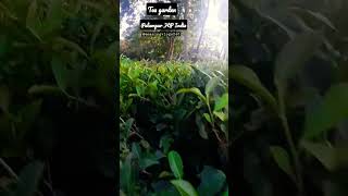 Tea garden in Palampur Himachal Pardesh ( India) #shorts #viral #ytshorts #tiktok