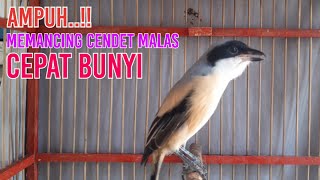 PANCINGAN CENDET❗MALAS SUSAH BUNYI | PASTIKAN CENDET ANDA LANGSUNG NYAUT  BUNYI DENGAR SUARA INI