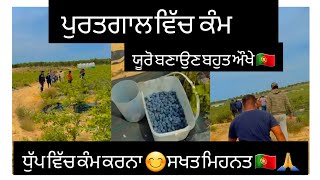 ਪੁਰਤਗਾਲ ਵਿੱਚ ਪੰਜਾਬੀ 🇵🇹  Blueberry Work 😊 Hard Work 🙏  ਪੰਜਾਬ ਤੋ ਪੁਰਤਗਾਲ 🇵🇹