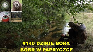 Dzikie Bory. Bóbr w papryce