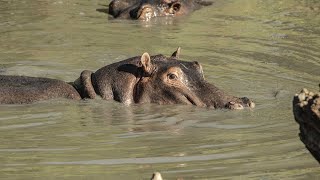 Ol Kinyei Conservancy - Where you can capture 7 animal species in one photo!