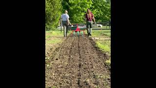 Walk’em down  #gardening #organiclife #organicfood #organicfarming #dibbler