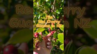 Red cherry Guava in NZ  #youtubeshorts #fruits #red #newzealnd #fruitpicking #nature  #goodvibes