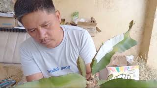 ORGANIC FARMING: GRAFTING DRAGON FRUIT