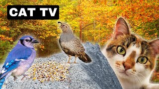 Fall Birds For Cats - Cat TV