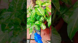 home made fertilizer | homemade spray | gardening| Plantcare