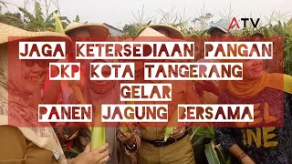 Jaga Ketersediaan Pangan, DKP Kota Tangerang Gelar Panen Jagung bersama