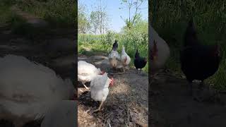 Beautiful Hen Rooster 🐓  video in HD Rooster  Vlog