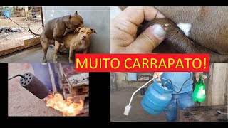 CACHORROS ESTAVAM PERDIDOS DE CARRAPATOS! CONHEÇA VASSOURA DE FOGO! DUDE NÃO PARA DE MONTAR NA PUMA!