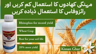 Make sure to use RhyzoPhos in wheat Crop To eliminate extra usages of fertilizer | Kissan Ghar