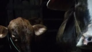 MUGBANG MAKAN MALAM ALA SAPI LIMOSIN DAN METAL