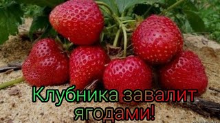 Клубника завалит ягодами! Подкормки во время цветения