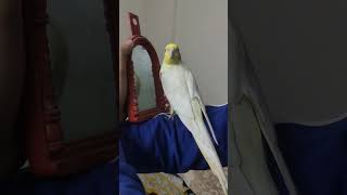 cockatiel fun with mirror