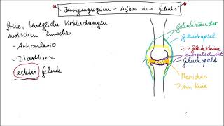 Aufbau eines echten Gelenks leicht erklärt