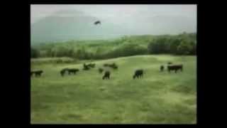 short-Docu Footage -- Cow Abduction Alien Spaceship UFO Flying Saucer  #iwanttobelieve