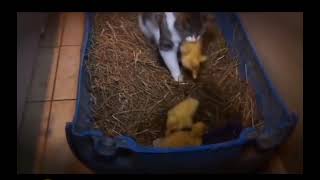 funny cat reactions  #cat #duck #love