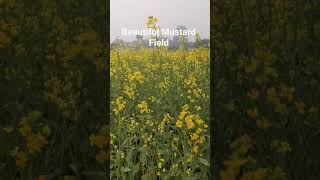 Beautiful Mustard Field | Mustard Flower🌼 #shorts